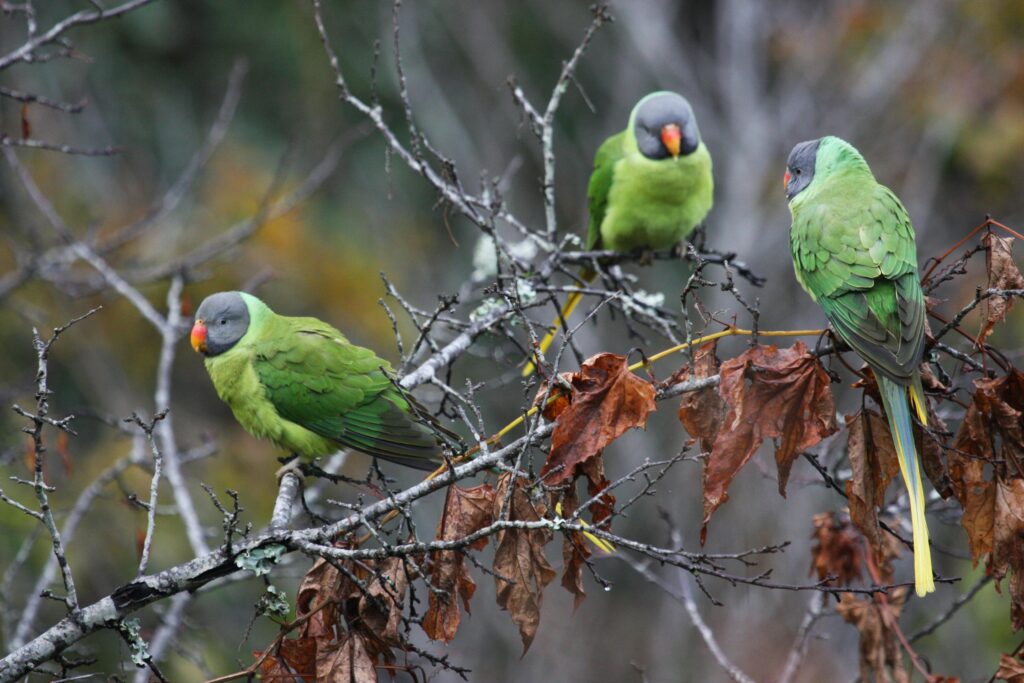 coral tree safe for parrots