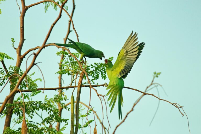 coral tree safe for parrots
